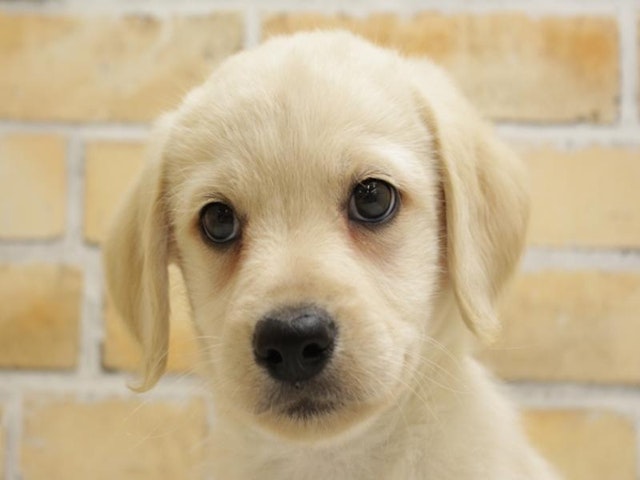 広島県のハーフ犬 (ペッツワン広島LECT店/2024年3月22日生まれ/男の子/イエロー)の子犬